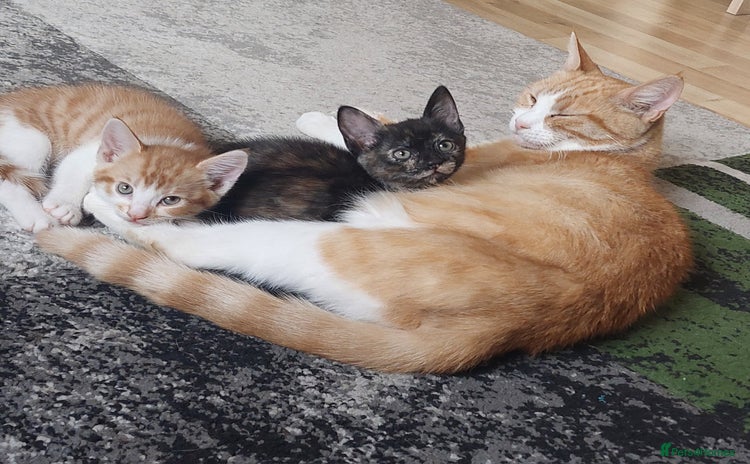 Mixed Breed cats - Advert 3