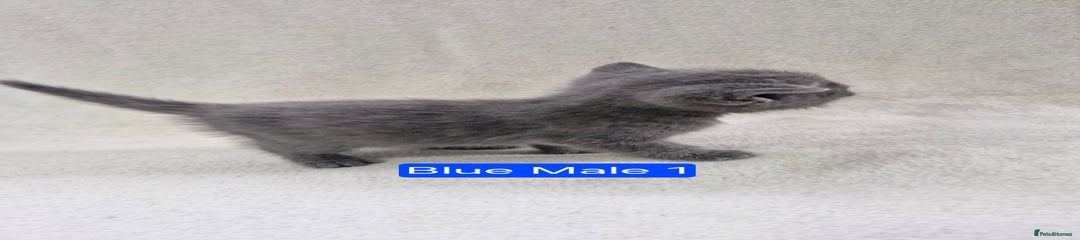 Blue Male 1 