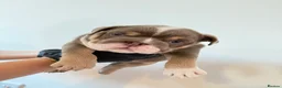 English Bulldog dogs for sale: Beautiful English Bulldog Pups!!! in Stratford-upon-Avon - Advert 13