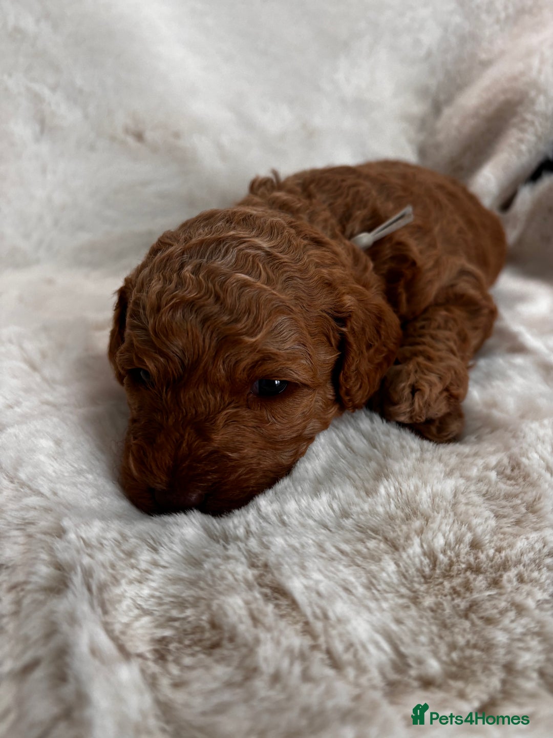 Labradoodle dogs for sale: Premium Multigen Labradoodle Puppies  - Advert 15