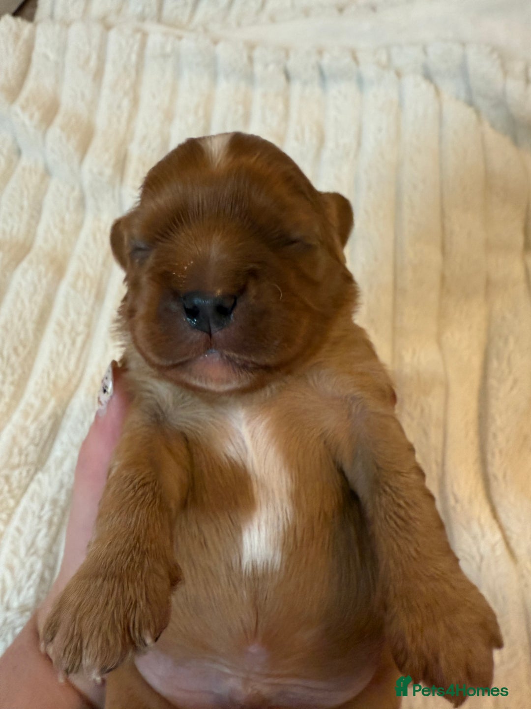 Cavalier King Charles Spaniel dogs for sale: Ruby boys kc cavalier King Charles puppies  - Image 33