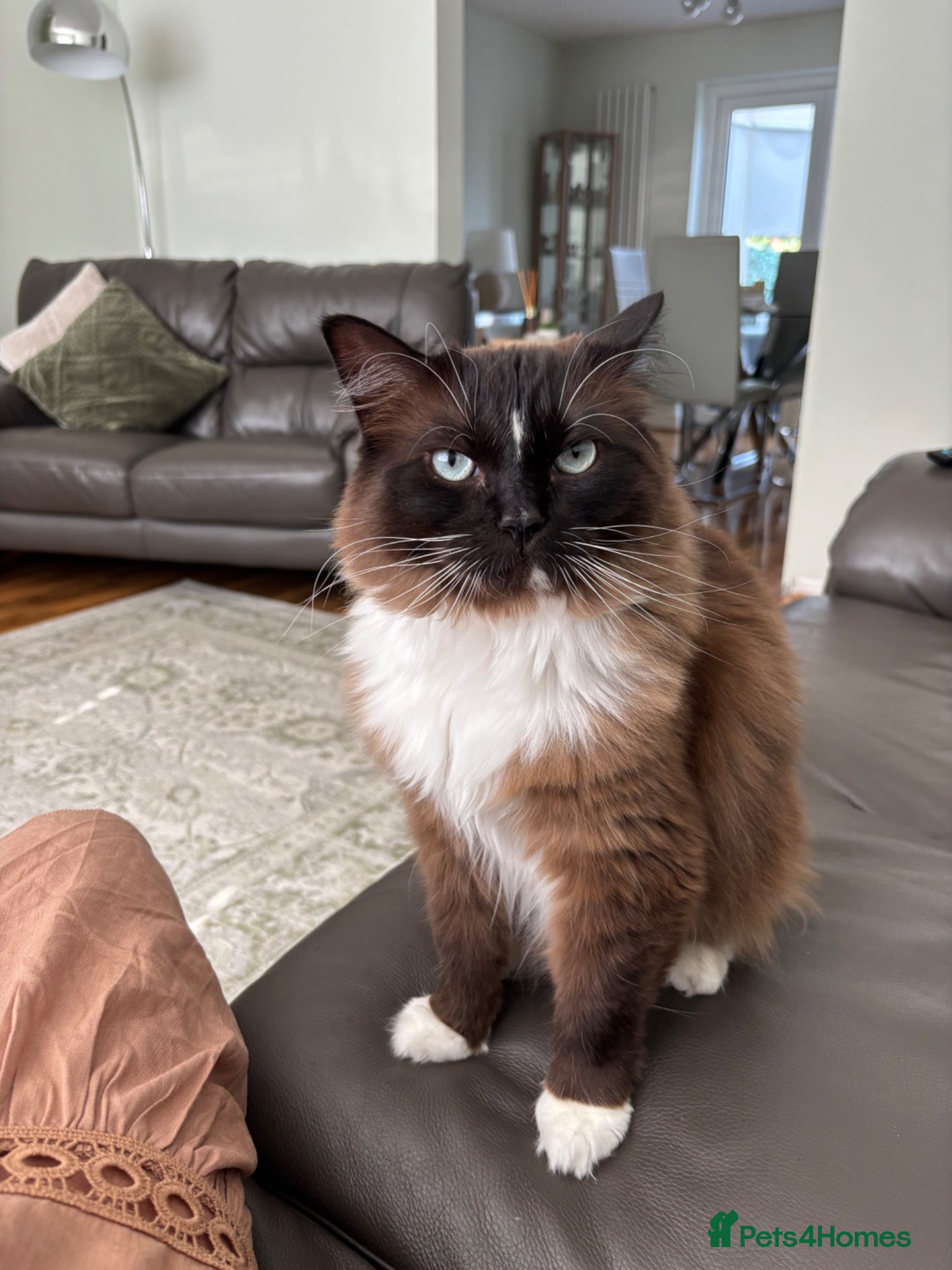 Ragdoll cats for sale: Ragdoll cat - Advert 1