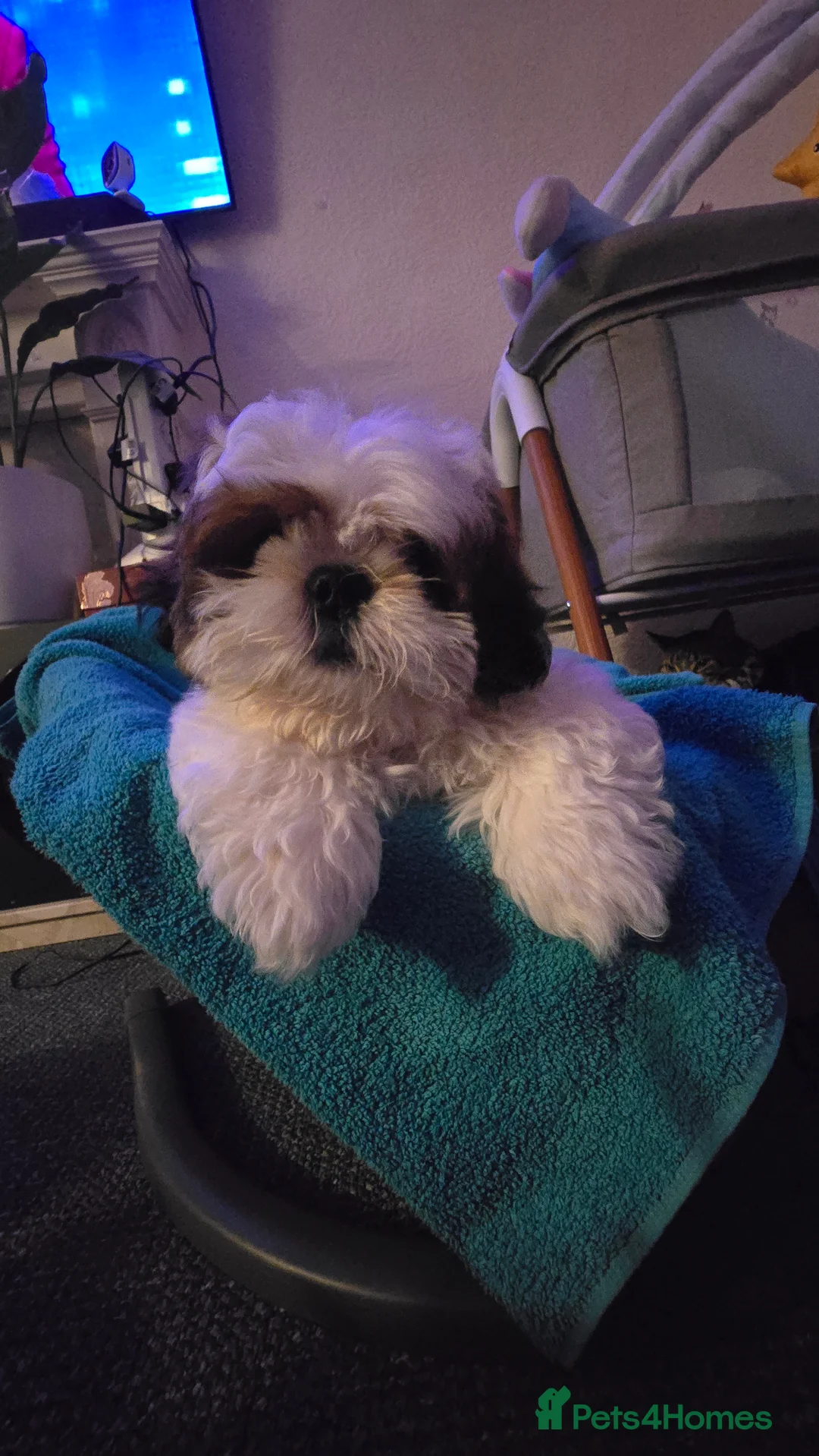Shih Tzu dogs for sale: Shih Tzu Puppy for Sale - Advert 2