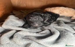 Goldendoodle dogs for sale: Beautiful Rainbow Litter of Goldendoodles - Advert 25