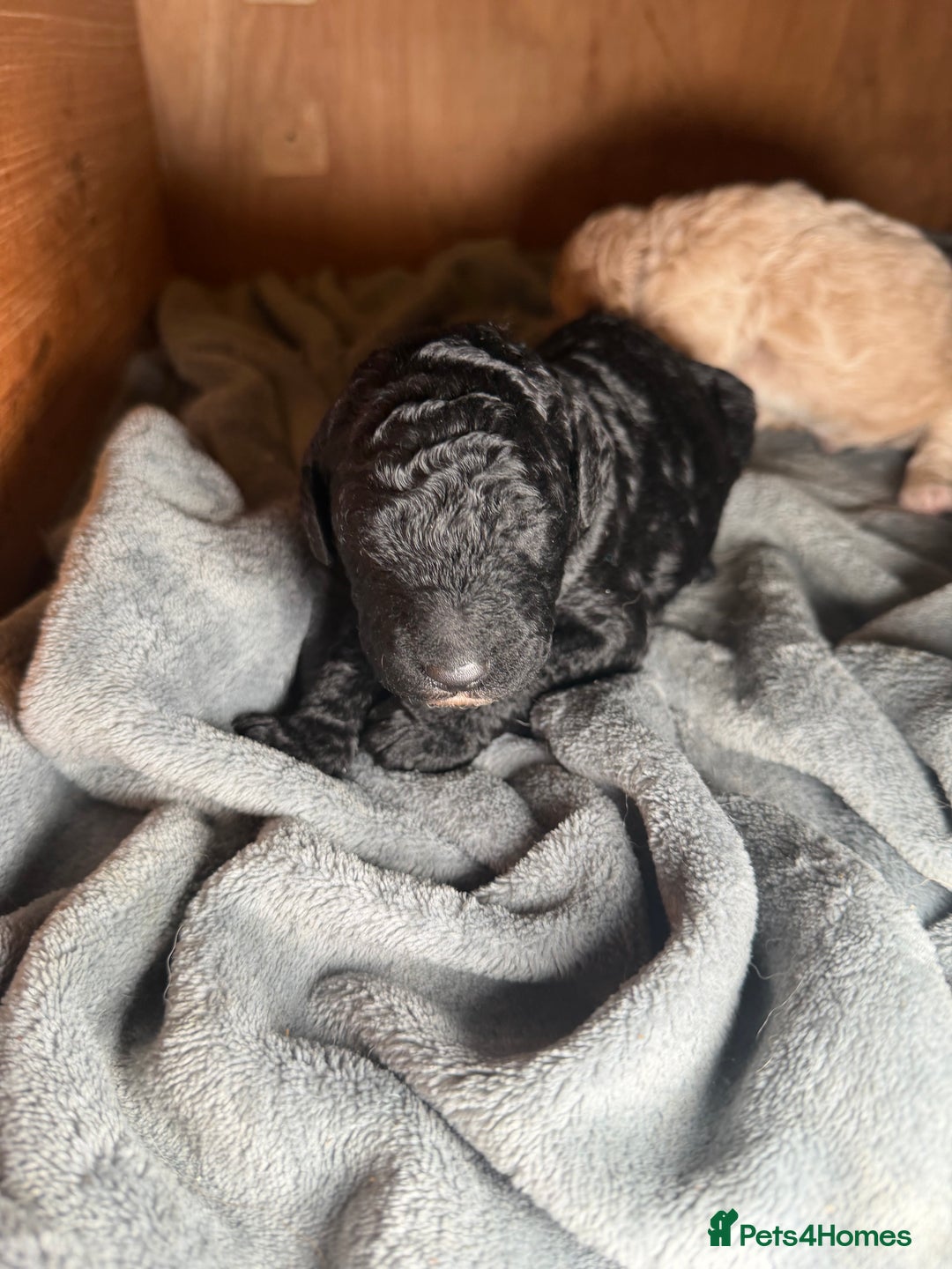 Goldendoodle dogs for sale: Beautiful Rainbow Litter of Goldendoodles - Advert 25