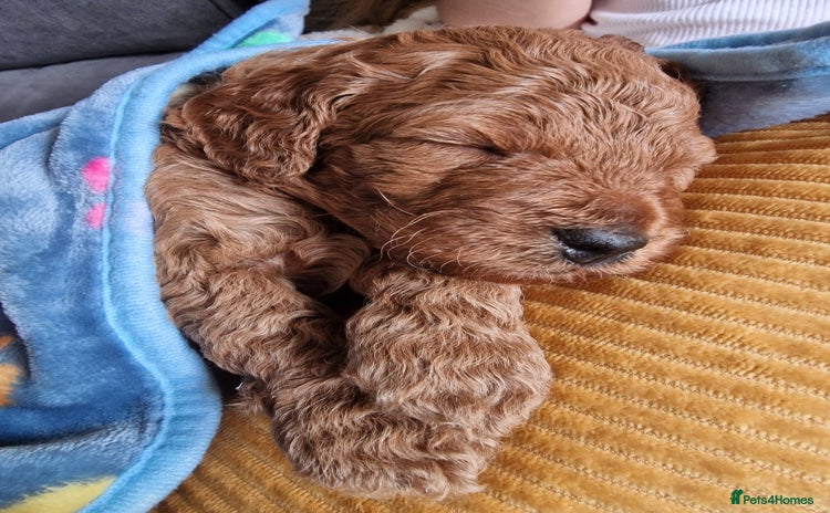 Cavapoochon dogs - Advert 1