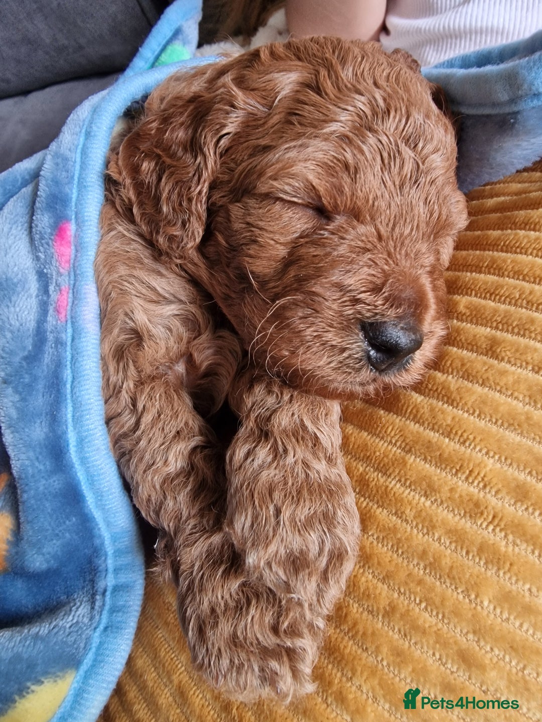 Cavapoochon dogs for sale: F1b Cavapoochon Puppies – 3 Boys Ready to Reserve - Image 1