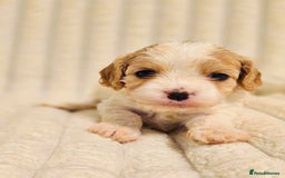 Cavapoo dogs for sale: Adorable Cavapoo Pups fully health tested parents - Image 31