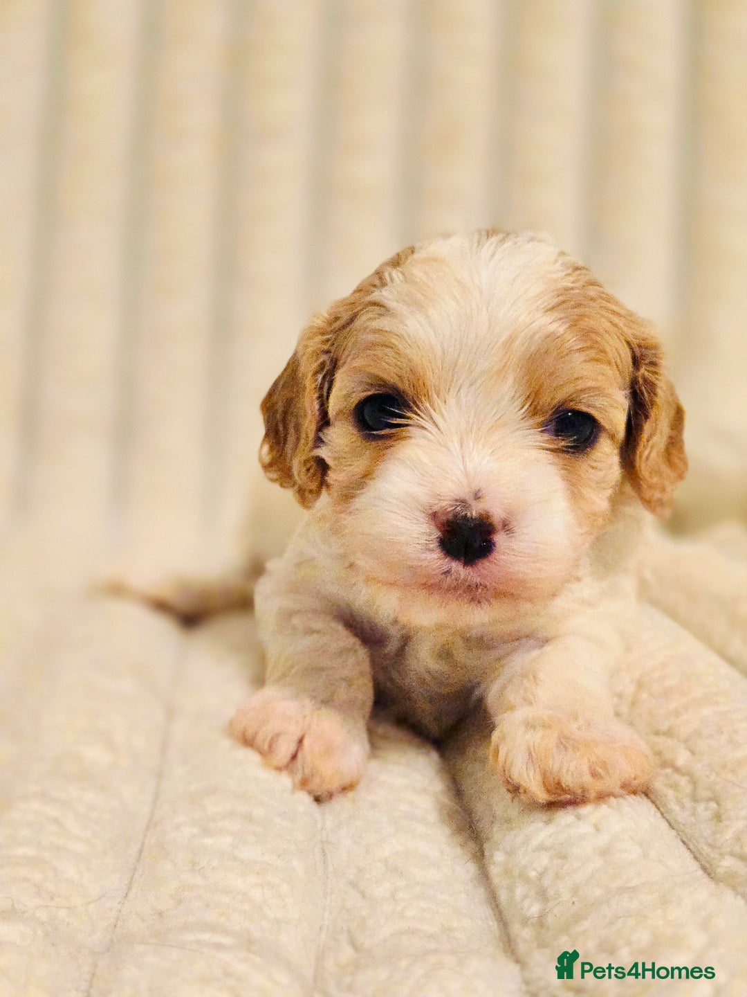Cavapoo dogs for sale: Adorable Cavapoo Pups fully health tested parents - Image 31