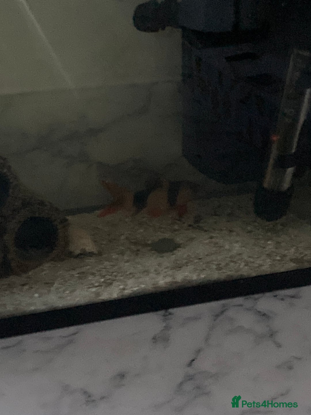 Loaches fish for sale: Tiger loach - Advert 1