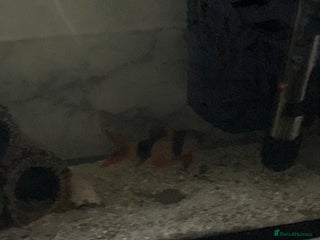 Loaches fish Tiger loach - Advert 3