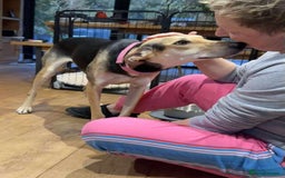 Mixed Breed dogs for adoption: Cahil , a sweet Cypriot girl  - Image 4