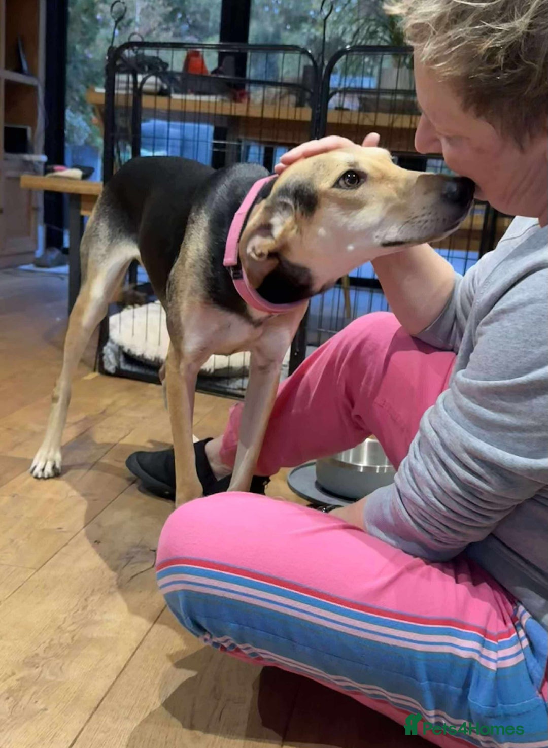 Mixed Breed dogs for adoption: Cahil , a sweet Cypriot girl  - Image 4