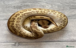 Python Snake reptiles for sale: Royal Pythons stunning morphs  - Image 4