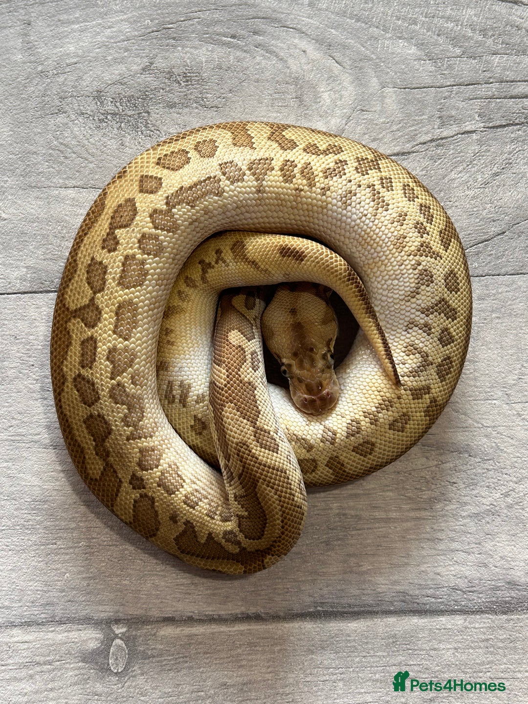Python Snake reptiles for sale: Royal Pythons stunning morphs  - Image 4