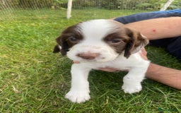 English Springer Spaniel dogs for sale: Exceptional Working & Trialing Lines  - Image 12