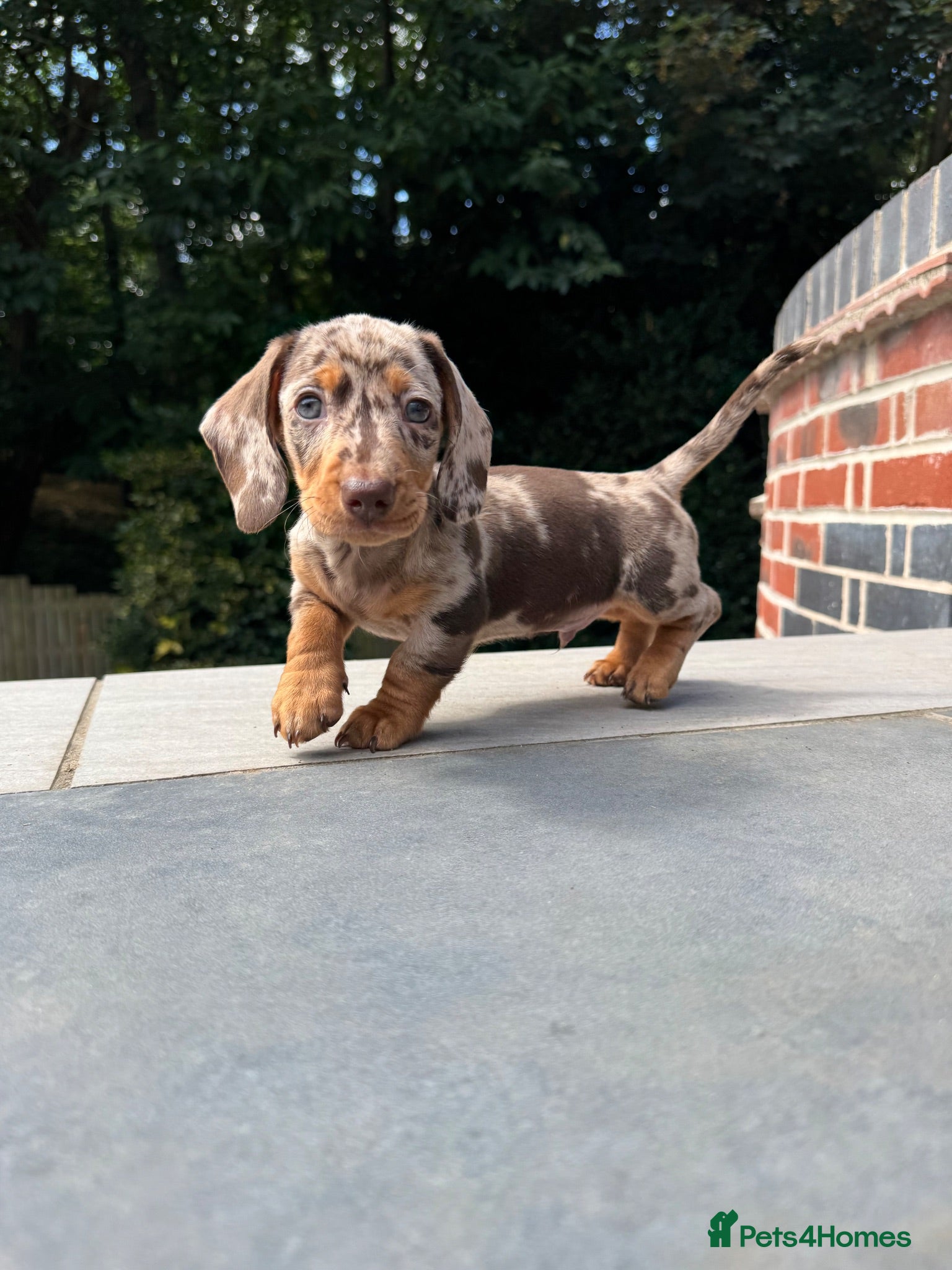 Miniature Dachshund dogs KC. PRA Clear. Mini Dachshunds. Stunning colours. - Advert 18