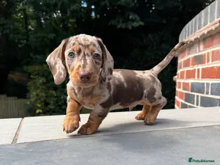 Miniature Dachshund dogs KC. PRA Clear. Mini Dachshunds. Stunning colours. - Advert 18