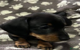 Miniature Dachshund dogs for sale: Stunning Miniature Dachshund Pups - Image 7
