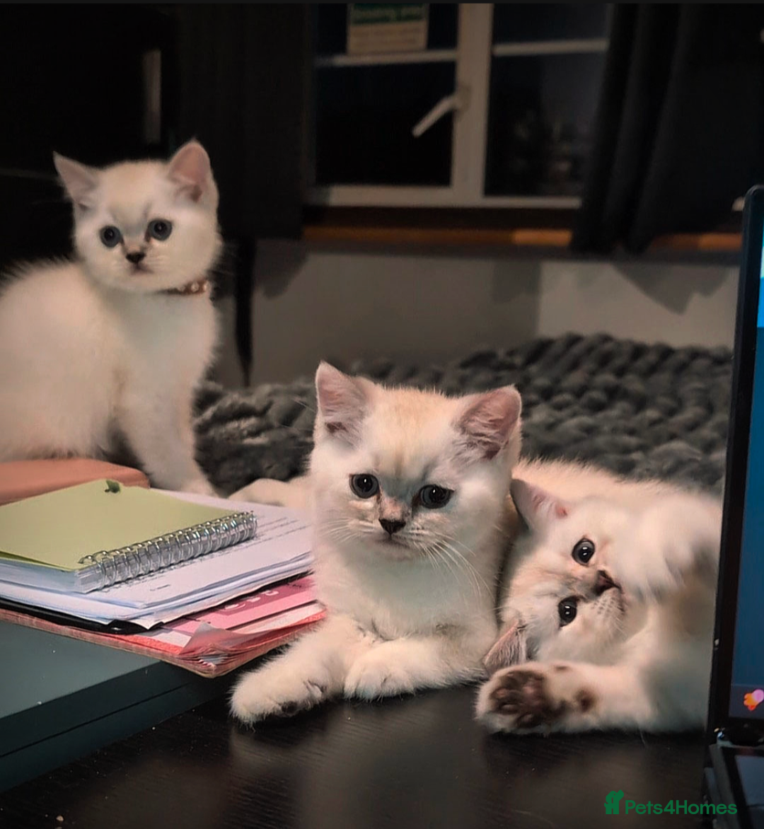British Shorthair cats for sale: 💙❤️COLORPOINT 🐾BSH 🏆GCCF & TICA reg - Image 28