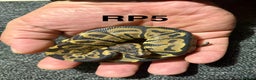 Python Snake reptiles for sale: Baby royal pythons - Advert 7