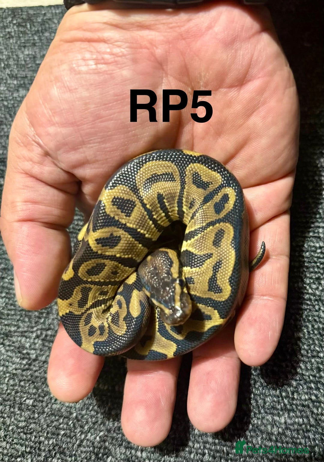 Python Snake reptiles for sale: Baby royal pythons - Advert 7
