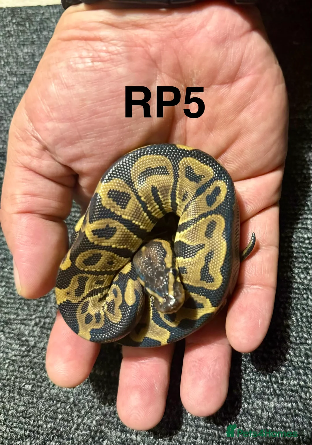 Python Snake reptiles for sale: Baby royal pythons - Advert 7