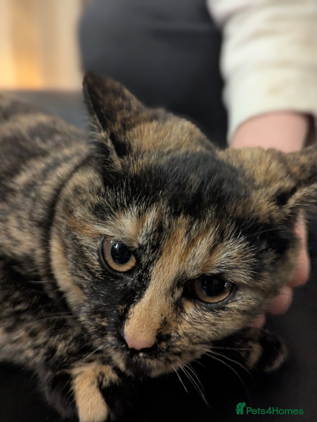 Bengal cats for sale: Male Bengal/Norwegian Forest Cat. Ginger & Black - Advert 1