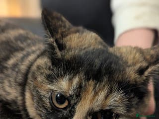 Mixed Breed cats Male Bengal/Norwegian Forest Cat. Ginger & Black - Advert 19