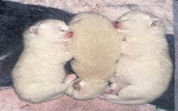 Ragdoll cats for sale: Ragdoll kittens  - Image 8
