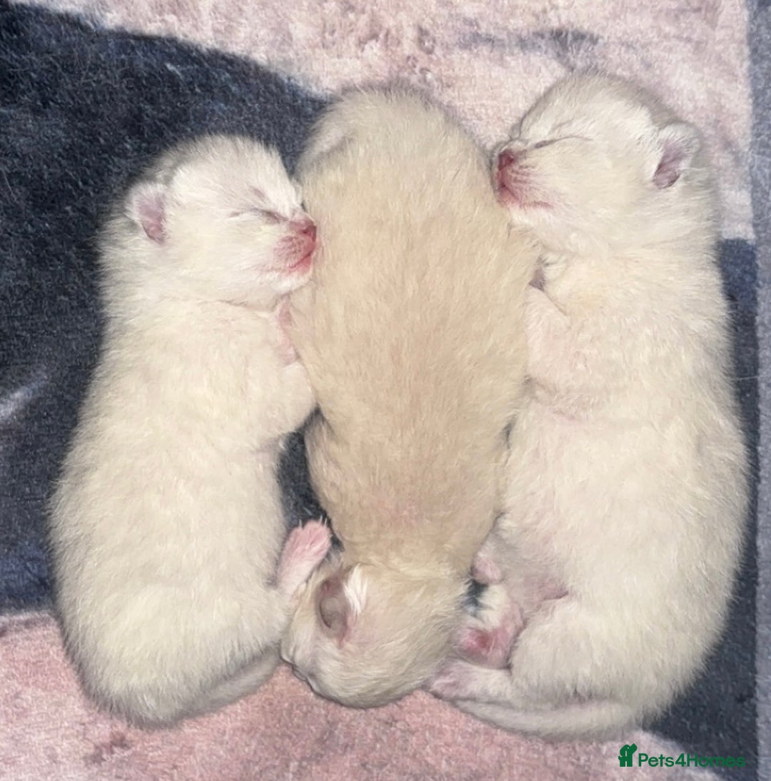 Ragdoll cats for sale: Ragdoll kittens  - Image 8