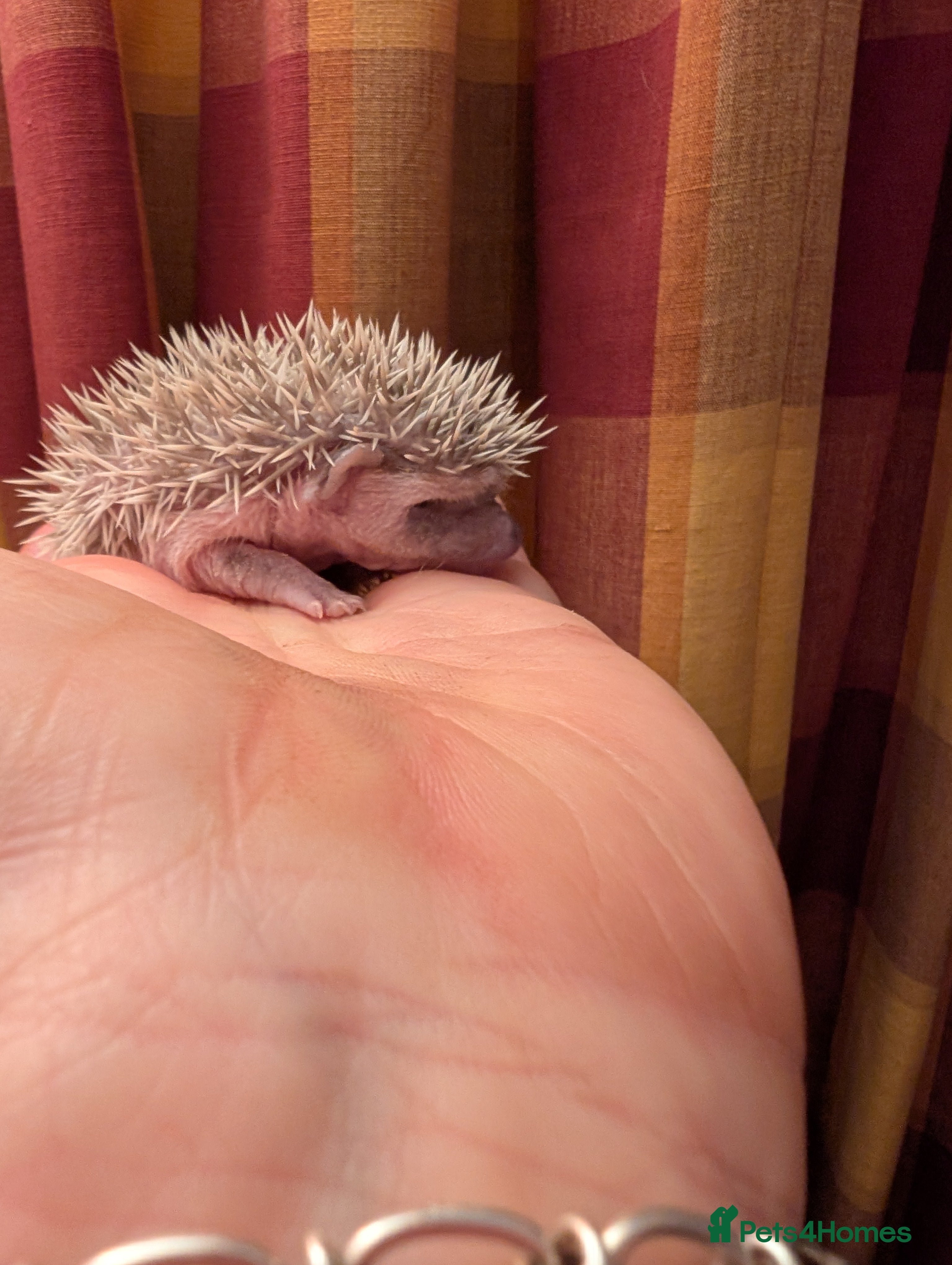 Pygmy Hedgehog rodents Little girls - Advert 1