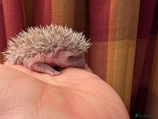 Pygmy Hedgehog rodents Little girls - Advert 1