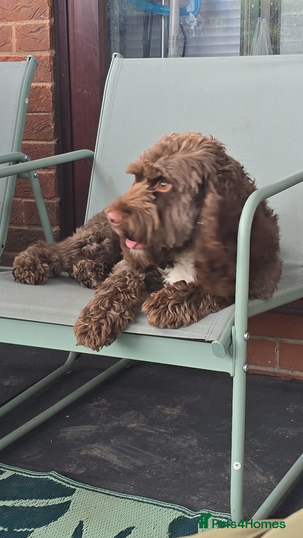 Mixed Breed dogs Chocolate cockapoo - Advert 1