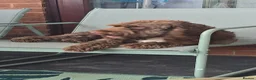 Mixed Breed dogs for sale: Chocolate cockapoo in Nottingham - Advert 1