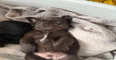 French Bulldog dogs in Leeds - Advert 10