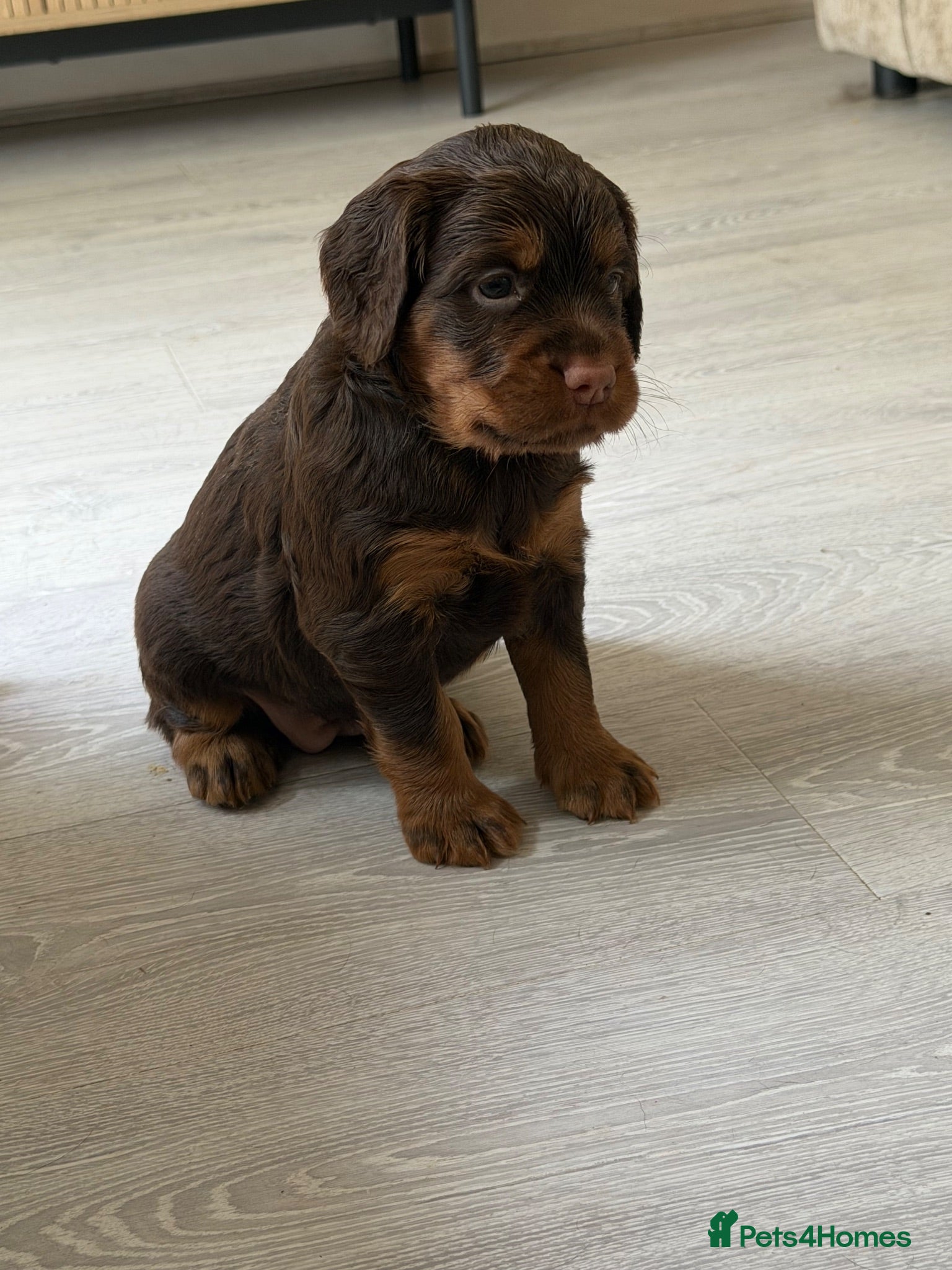 Sprocker dogs Last two beautiful girl sprockers remaining  - Advert 3