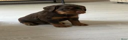 Sprocker dogs for sale: Last beautiful girl choc and tan Sprocker  - Advert 4