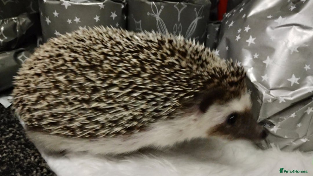 Pygmy Hedgehog rodents for sale: Chubby male hedgehog silly tame  - Advert 5