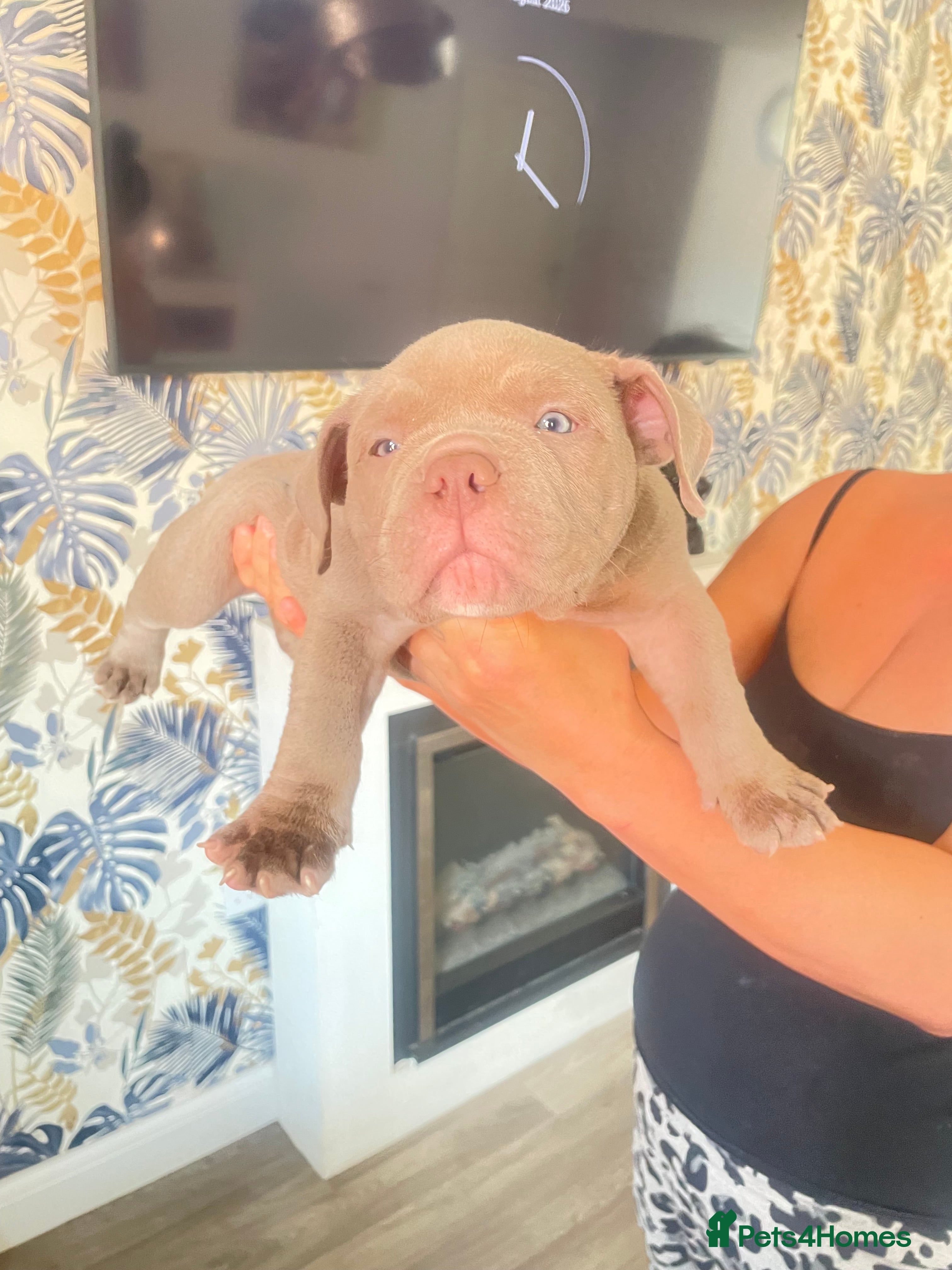 American Bully dogs Micro  Exotic  bullies - Advert 2