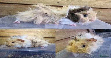 Guinea Pig rodents - Advert 10