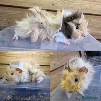 Guinea Pig rodents - Advert 13