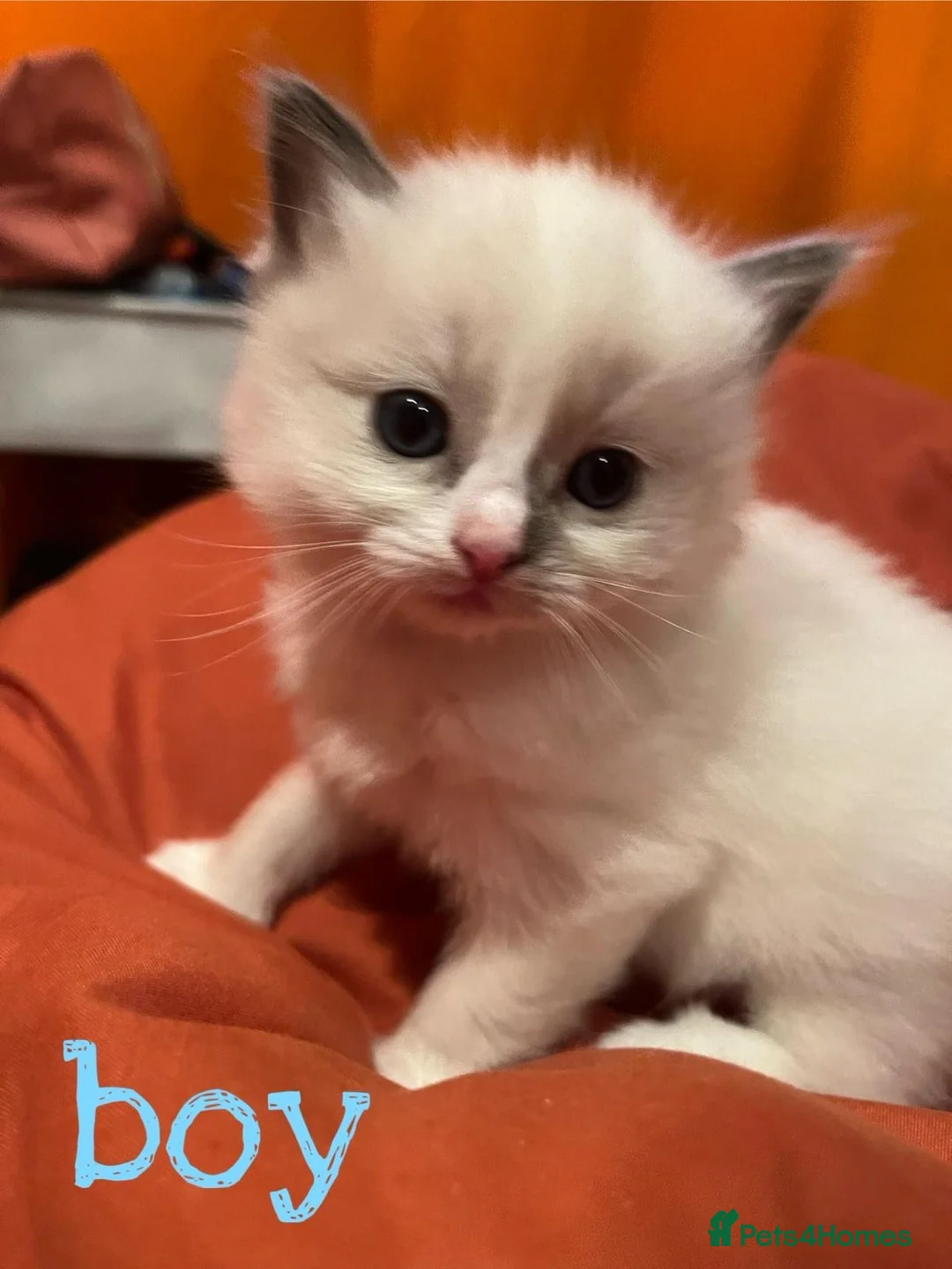 Ragdoll cats for sale: Beautiful Purebred Ragdoll Kittens for sale  - Advert 3