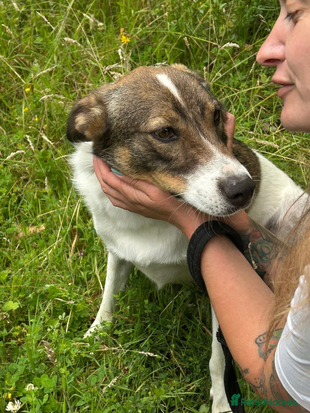 Mixed Breed dogs for adoption: Eddie - Norwich Norfolk  - Image 6