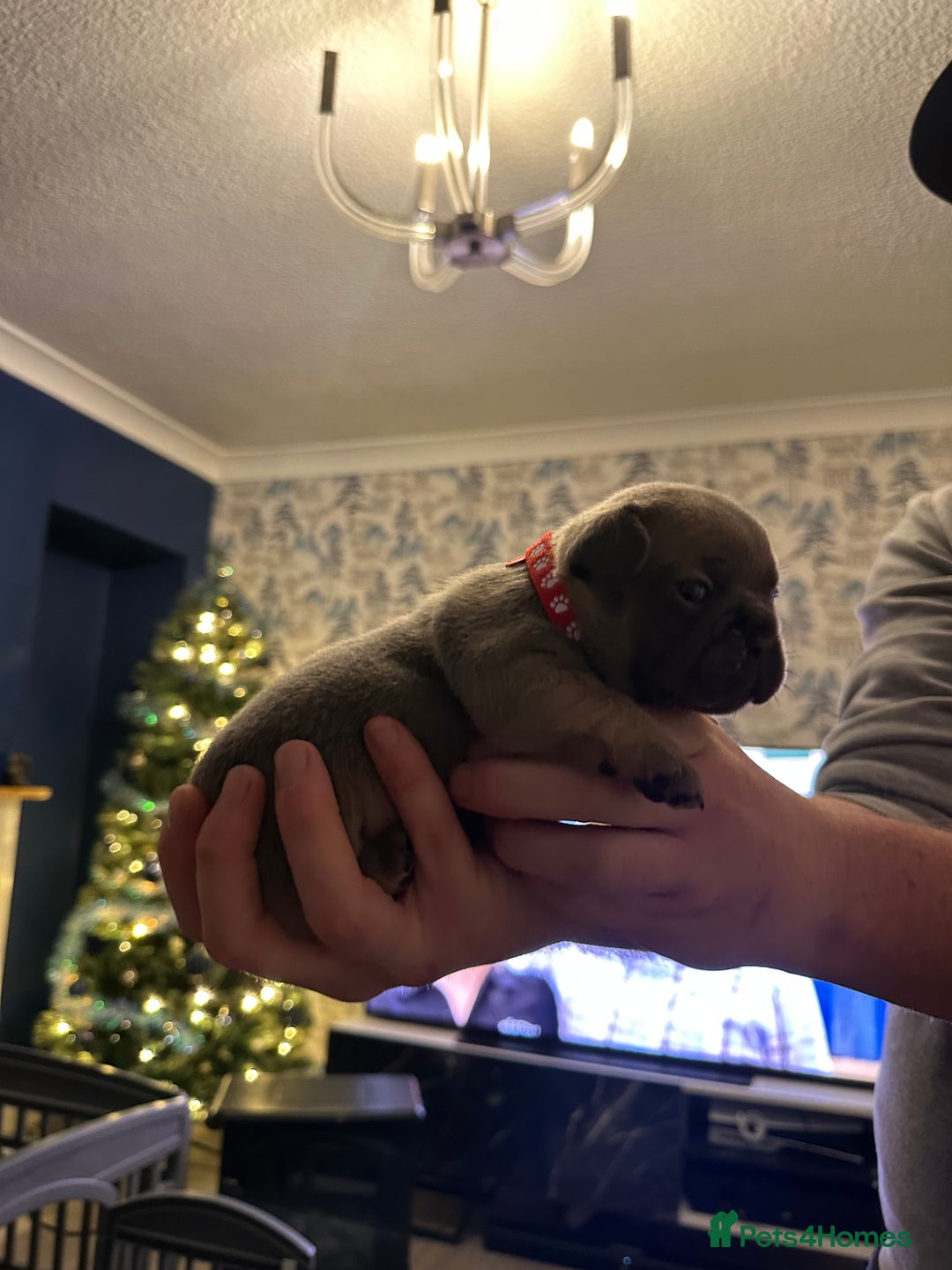 French Bulldog dogs for sale: 5 Beautiful French Bulldog Puppies - Advert 25