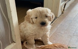 Goldendoodle dogs for sale: Adorable goldendoodle puppy - Image 2
