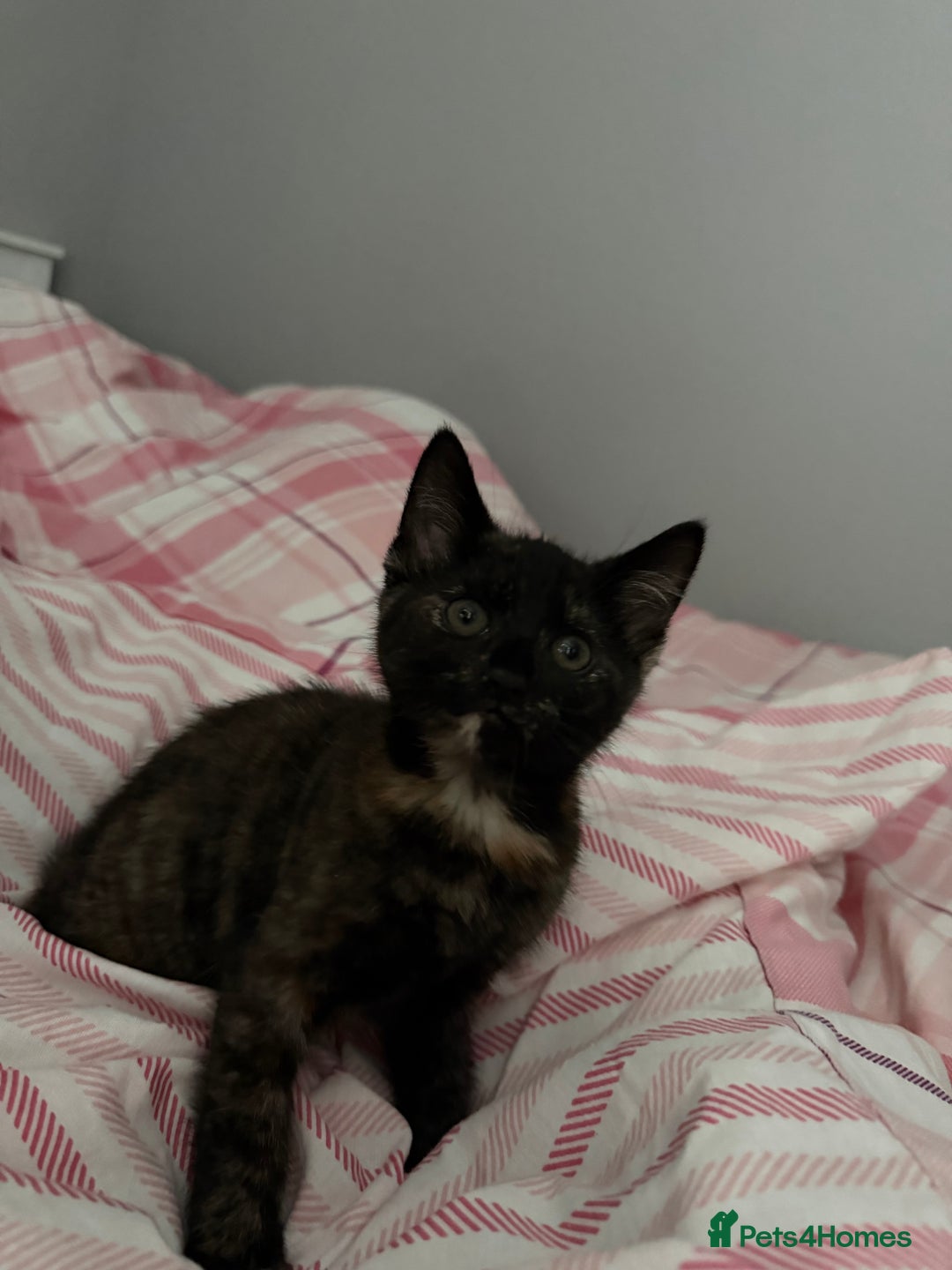 Mixed Breed cats for sale: 5 kittens for sale - Advert 18