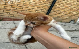 Mixed Breed cats for sale: loved and cared for kittens looking for new home🥹 - Image 24