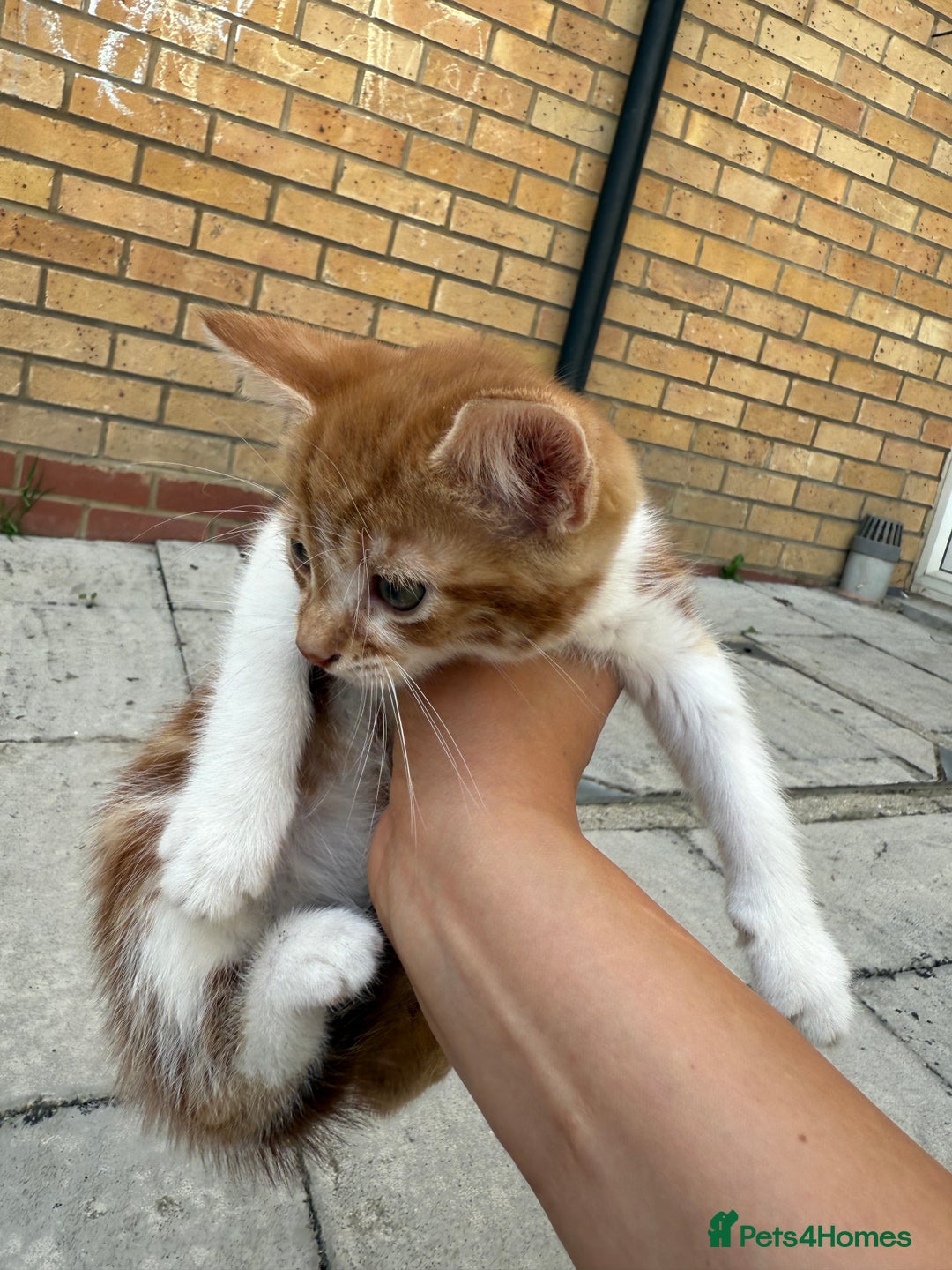 Mixed Breed cats for sale: loved and cared for kittens looking for new home🥹 - Image 24