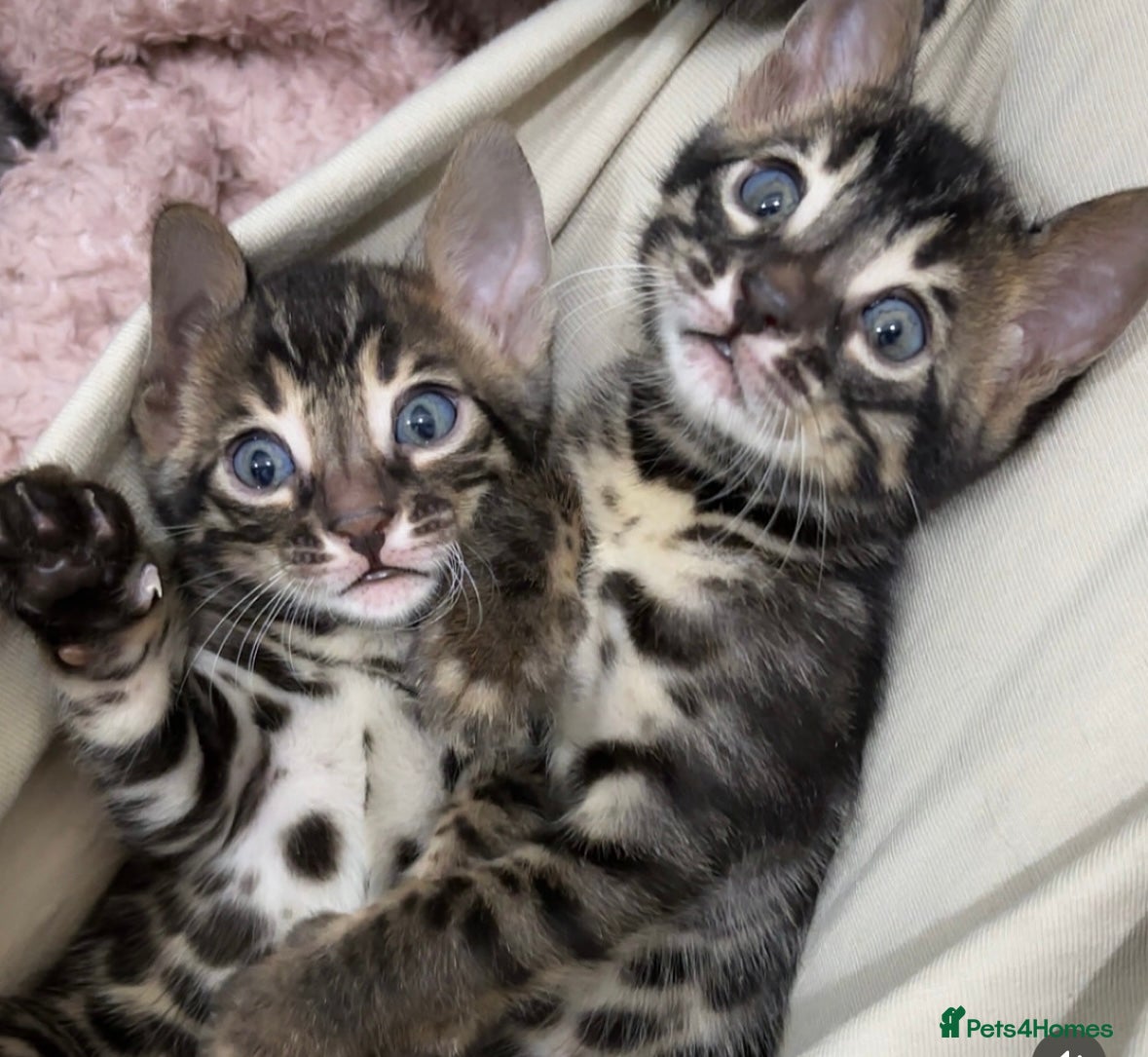 Bengal cats 🌟Pedigree bengal kittens🌟 - Advert 8